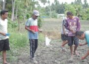 Program Ketahanan Pangan Jagung Mulai Ditanam di Palasa Lambori, Kades: Berbasis dan untuk Masyarakat