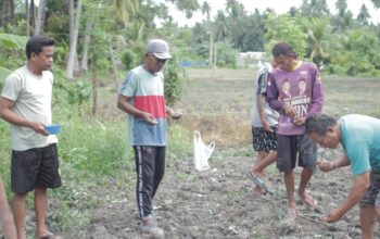 Program Ketahanan Pangan Jagung Mulai Ditanam di Palasa Lambori, Kades: Berbasis dan untuk Masyarakat
