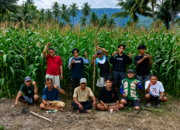 Penyuluh Pertanian Palasa Lambori Kawal Tanam Jagung untuk Ketahanan Pangan Desa