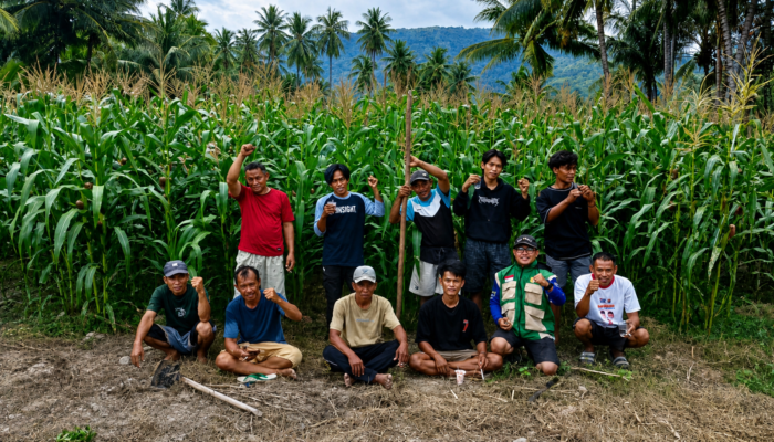 Penyuluh Pertanian Palasa Lambori Kawal Tanam Jagung untuk Ketahanan Pangan Desa