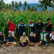 Penyuluh Pertanian Palasa Lambori Kawal Tanam Jagung untuk Ketahanan Pangan Desa