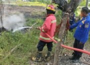 Lahan Kosong di Desa Lebo Terbakar, Api Berhasil Dipadamkan
